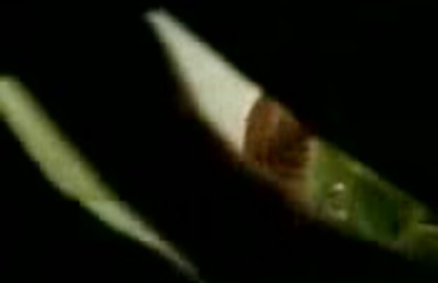 XXX سه نفری, برف, خدمتکار, خود ارضایی, سکس اچ دی جدید