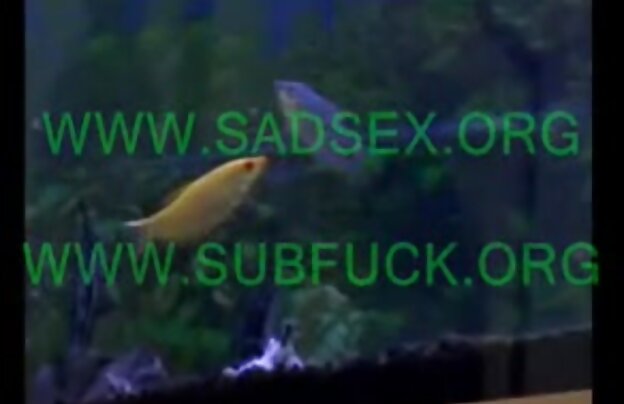 XXX در این بازی فیلم های سینمایی سکسی جدید سرگرم کننده تعطیلات دختران تصمیم گرفت به سرگرم کننده و نشان دادن آنچه که آنها می توانید انجام دهید. پس از کشیده کردن شلوار مردان کوچک از آنها و شروع به در منافع رقابت با اعضای آن